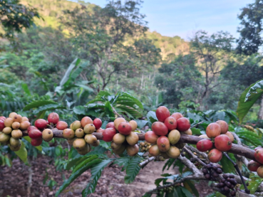 Café Crema Äthiopien Sidamo Bensa
